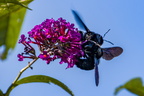 Holzbiene (Xylocopa)